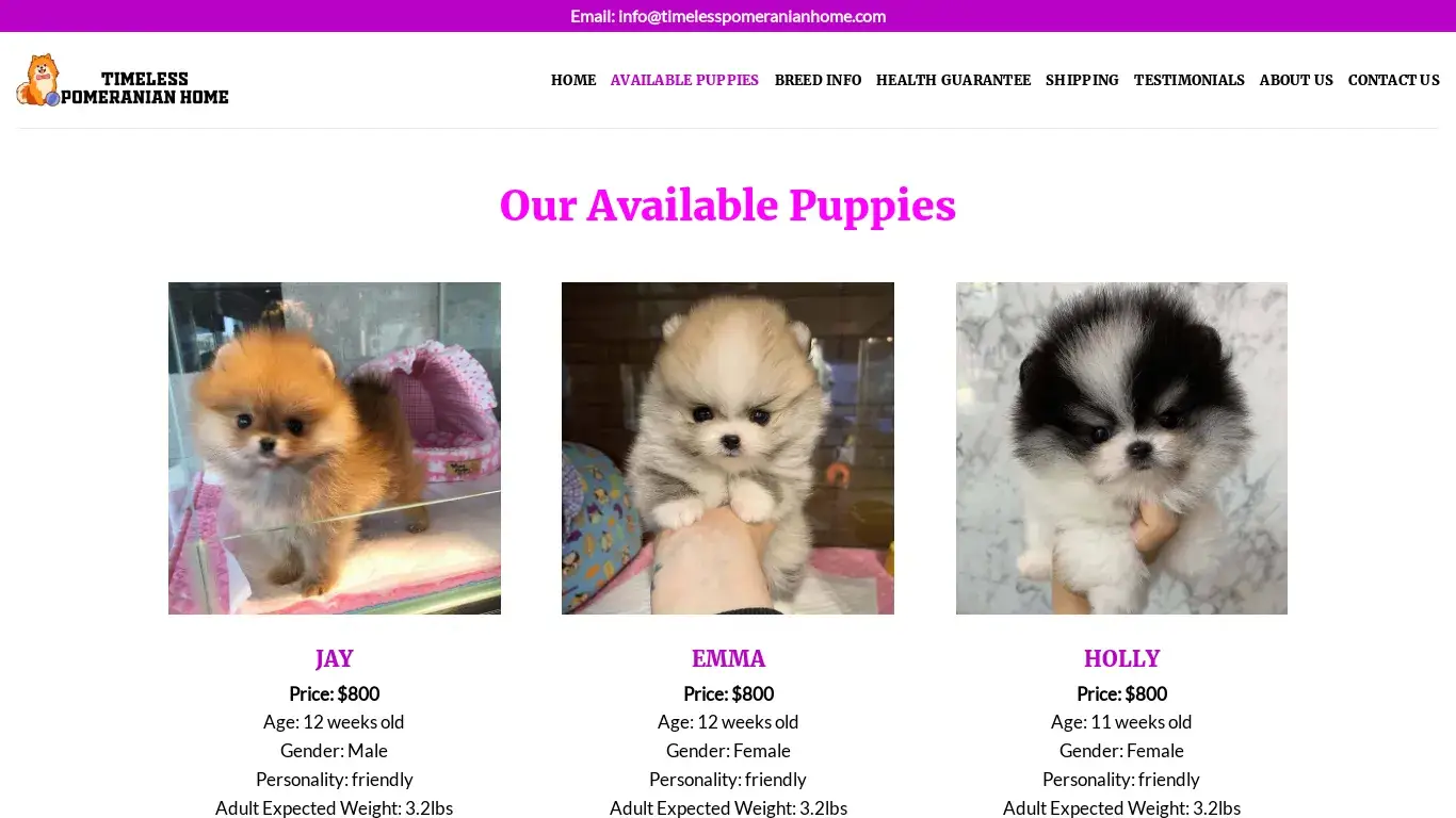 is Timeless Pomeranian Home – Pomeranian Puppies for sale legit? screenshot