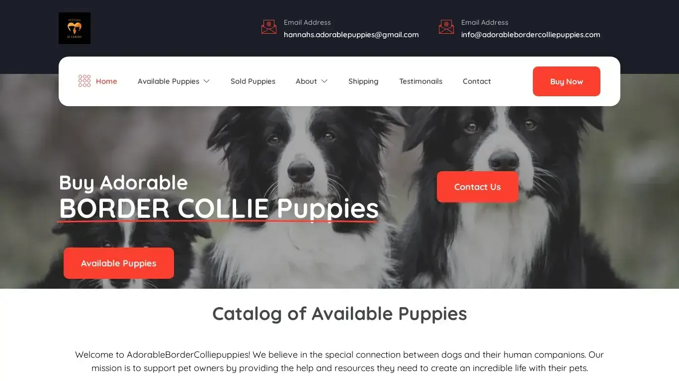 is Adorable Border Collie puppies for sale – We SellAdorable Border Collie puppies legit? screenshot
