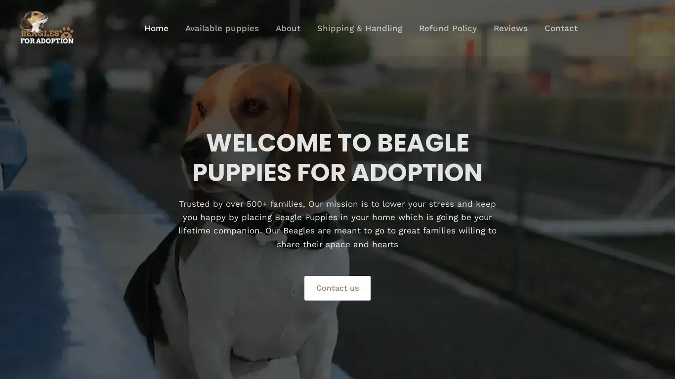 is Beagles For Adoption – Beagle puppies for Rehoming legit? screenshot