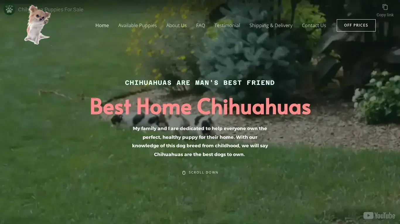 is Best Home Chihuahuas legit? screenshot