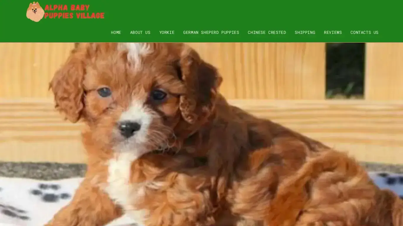 is Alpha Babypuppies village – Find the Right Puppy for Your Family legit? screenshot