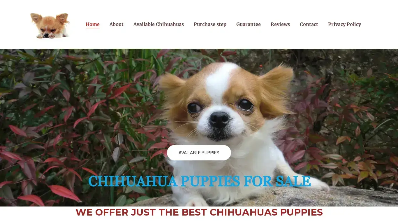 is Teacup Chihuahuas for Sale | Chihuahuas Puppies for Adoption | Chihuahuas for sale legit? screenshot