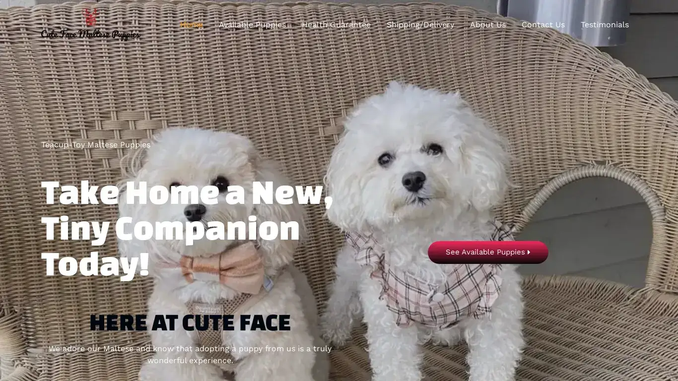 is Home - Cute Face Maltese Puppies legit? screenshot