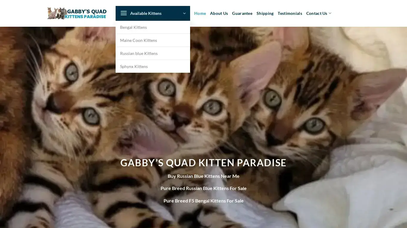 is Gabby’s Quad Kitten Paradise – Maine Coon and Sphynx, Bengal, Russian kittens for sale legit? screenshot