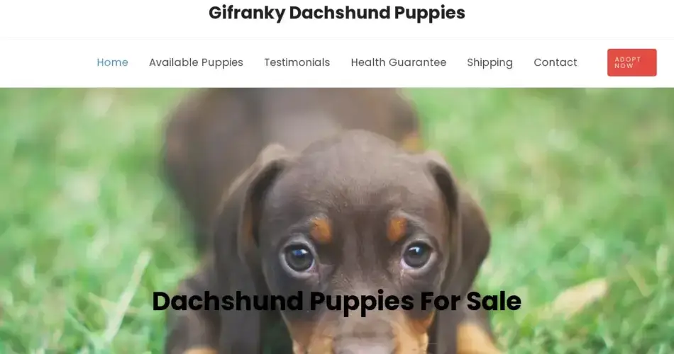 Is Gifrankydachshundpuppies.com legit?