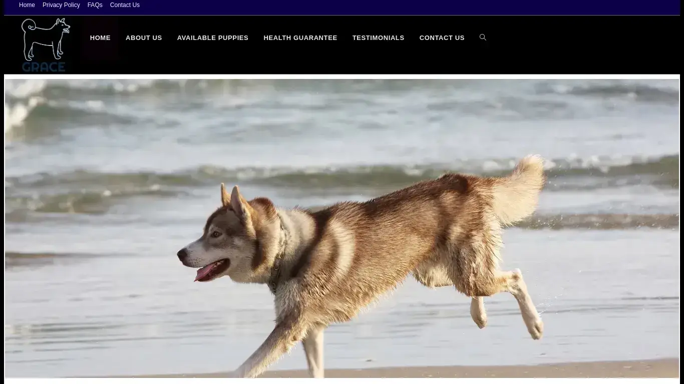 is Siberian Husky Puppies For Sale – Siberian Husky Puppies For Sale In Usa legit? screenshot