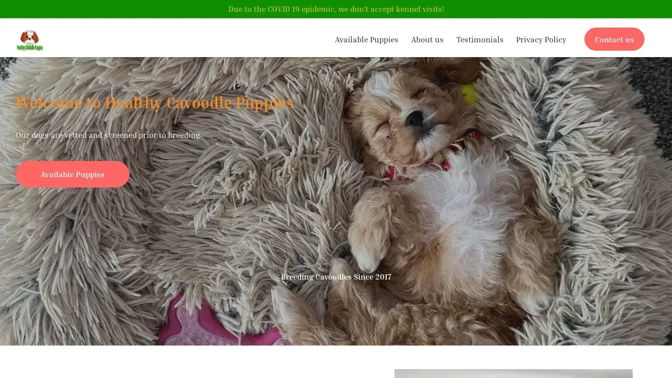 is Welcome | Healthy Cavoodle Puppies Website legit? screenshot