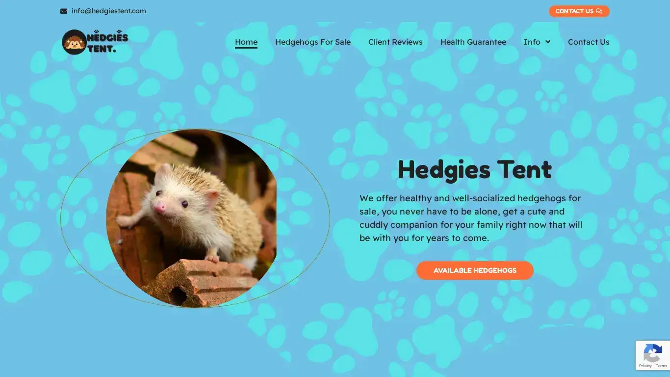 is Hedgies Tent – Buy hoglets at the comfort of your home, you don't ever have to be alone. legit? screenshot