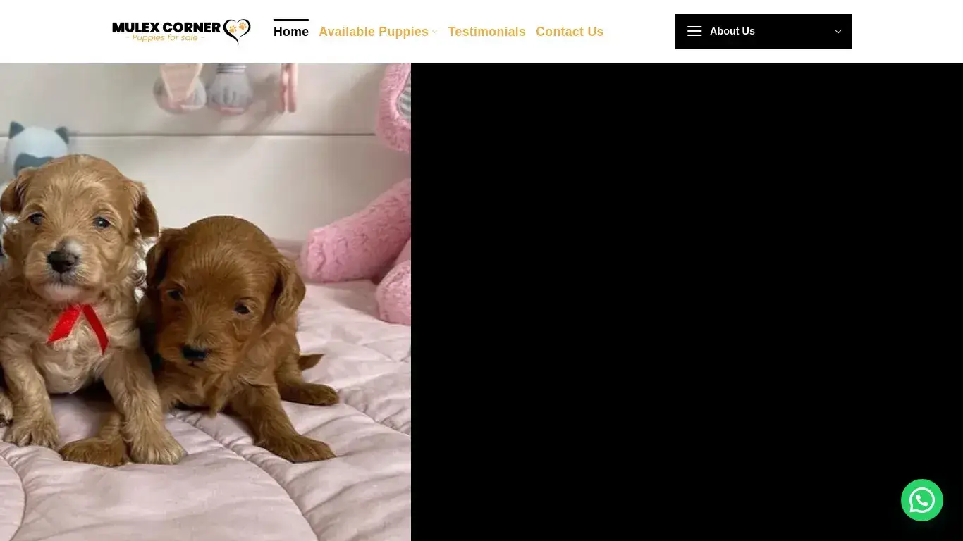 is Mulex Corner – Puppies for sale legit? screenshot