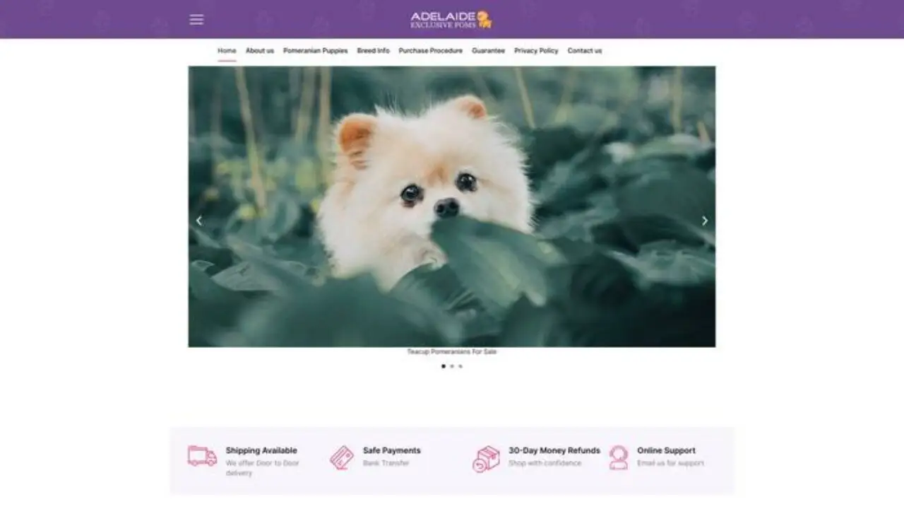Adelaideexclusivepoms