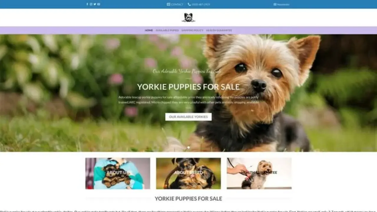 Adorableyorkiepups