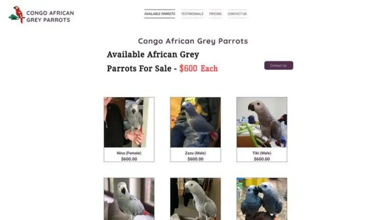 Alfagreyparrots