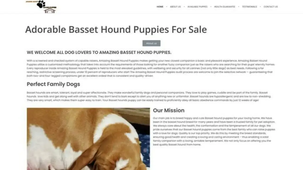 Amazingbassethoundpuppies