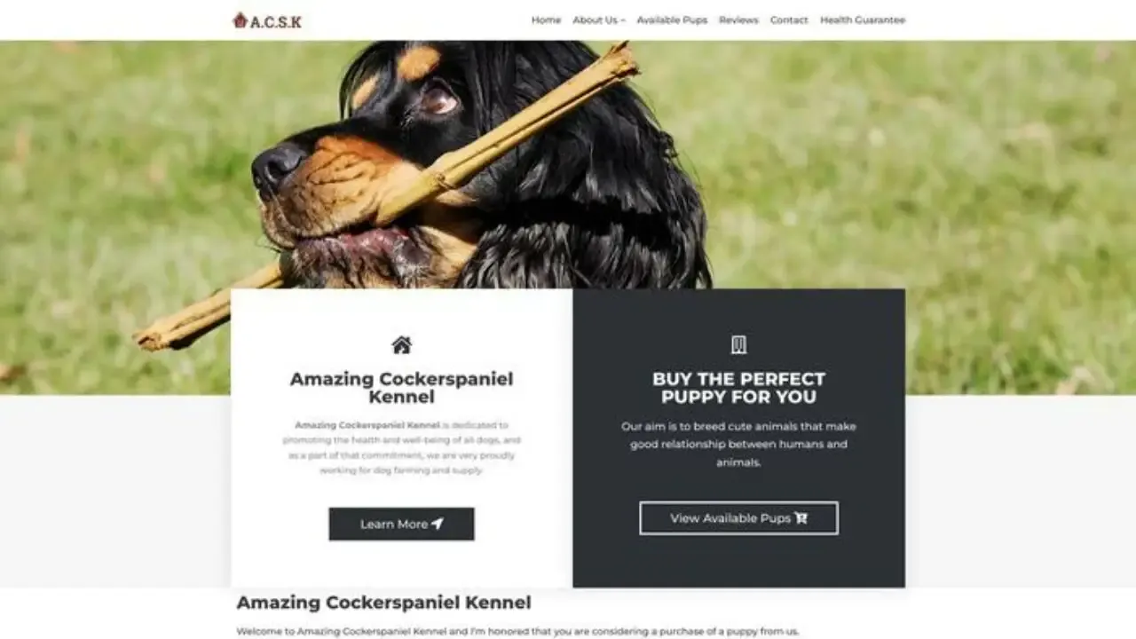 Amazingcockerspanielkennel