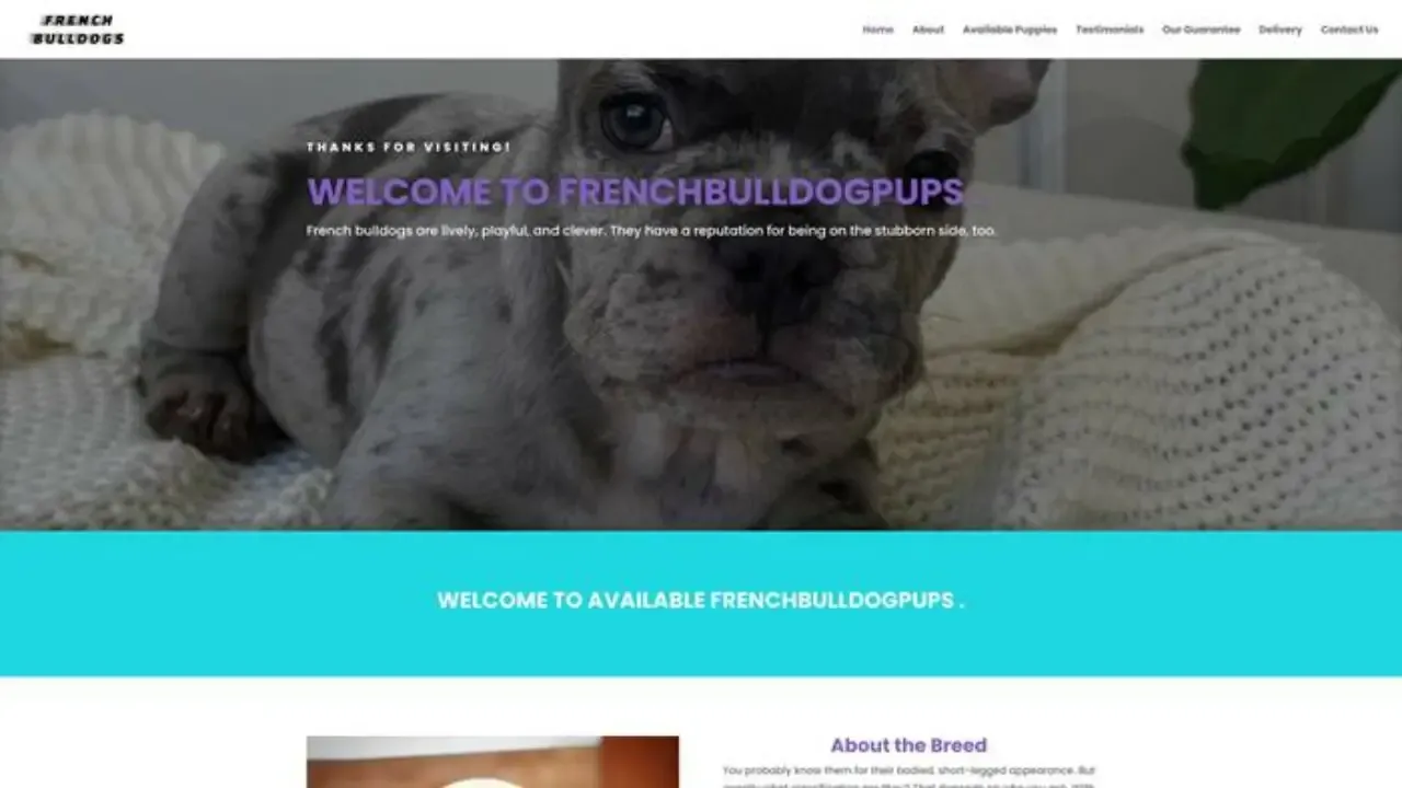 Avialablefrenchbulldogpups