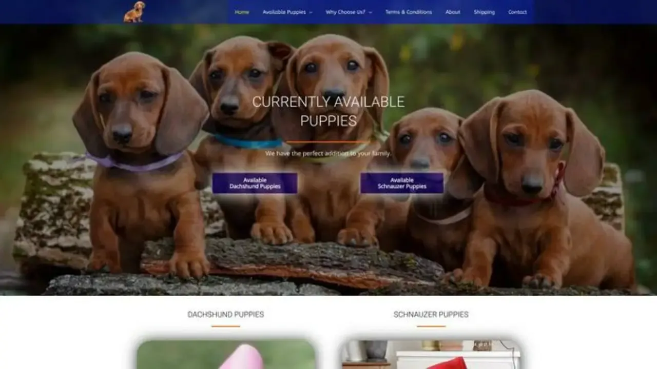 Babieddachshundandschnauzerhome