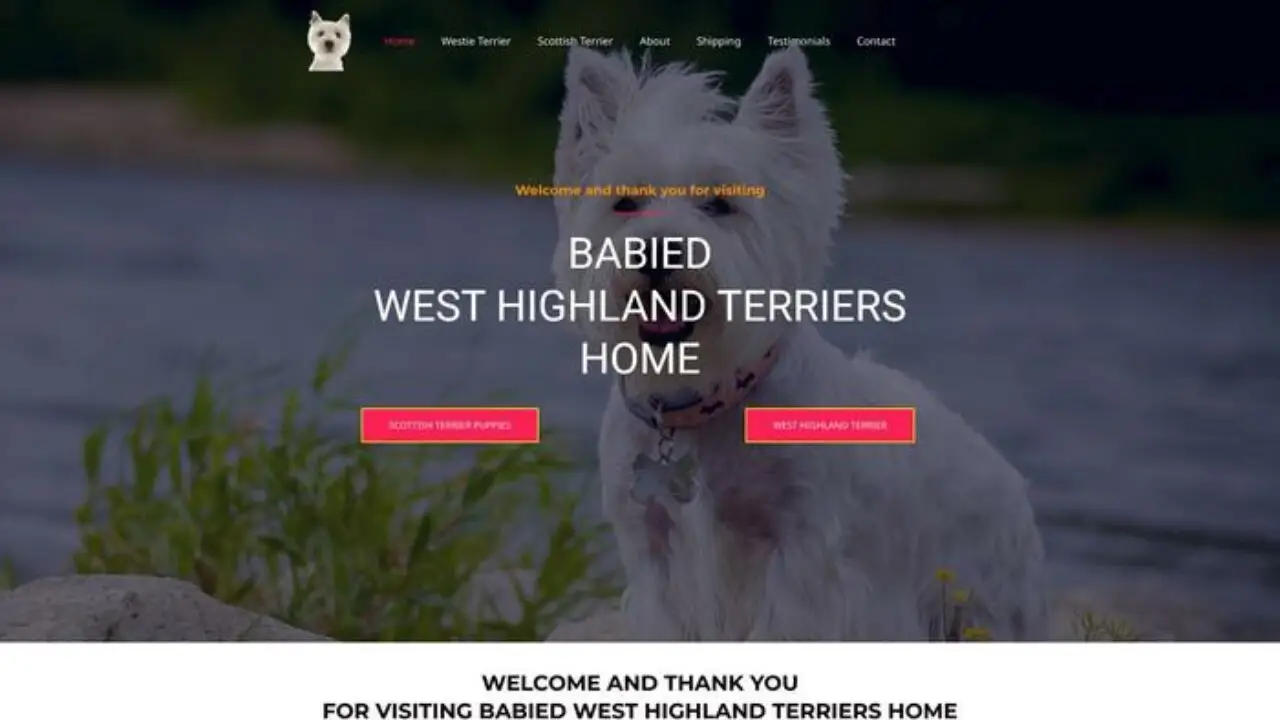 Babiedwesthighlandterrierhome