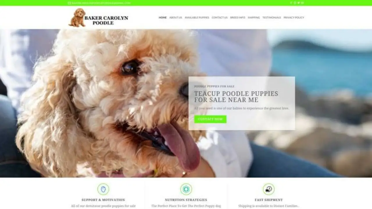 Bakercarolynpoodle
