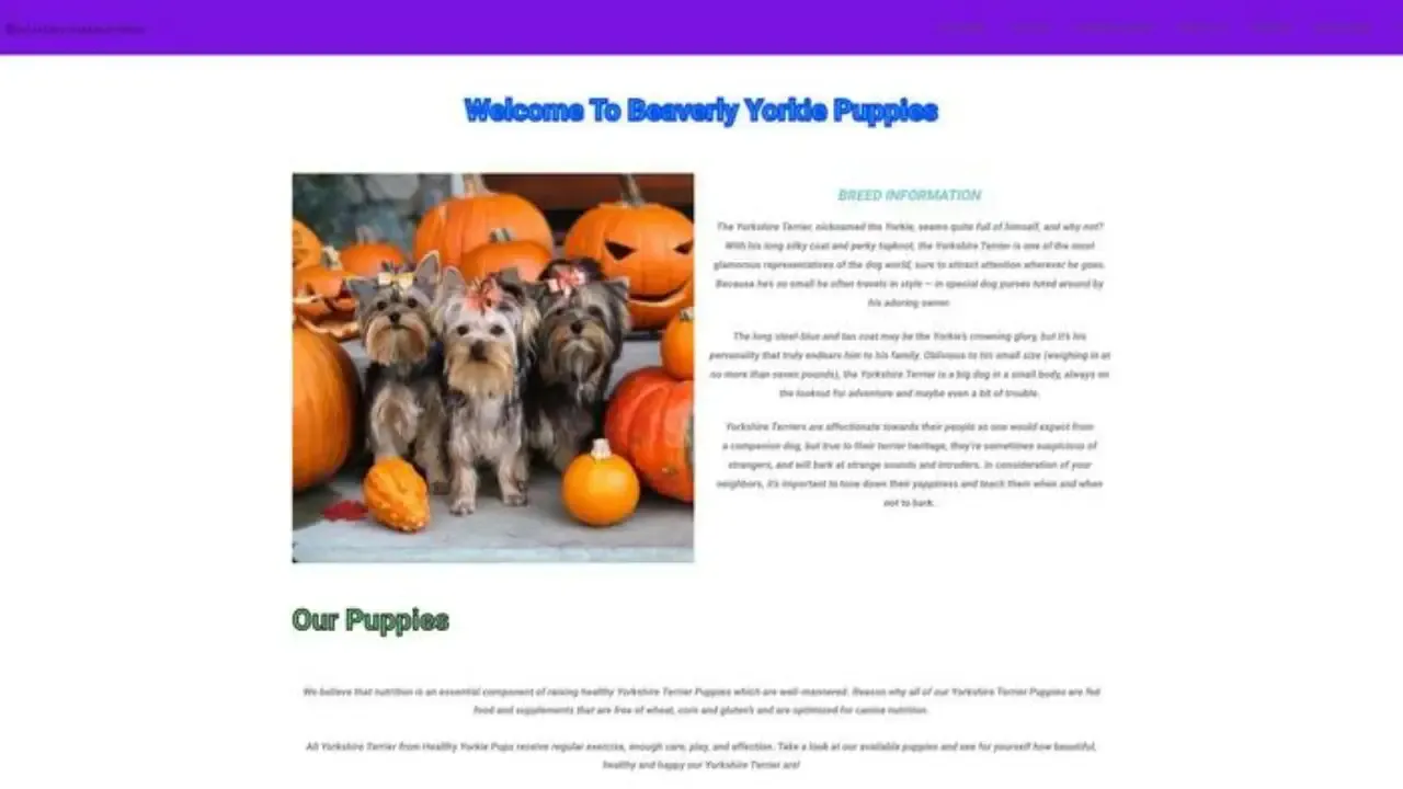 Beaverlyyorkiepuppies