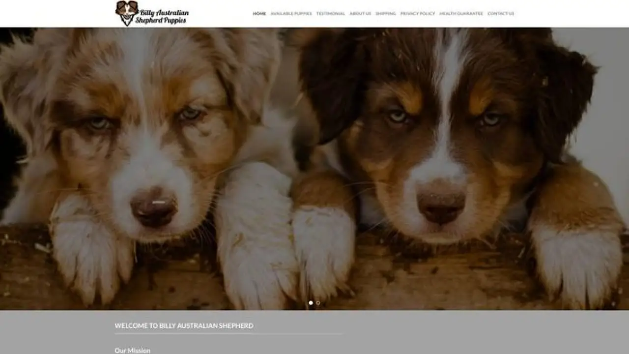 Billyaustralianshepherdpuppies