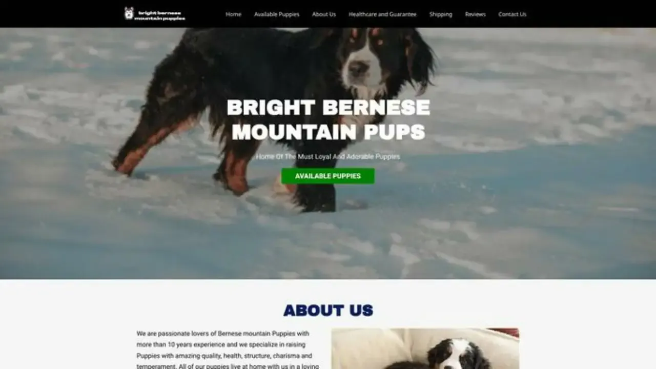 Brightbernesemountainpup