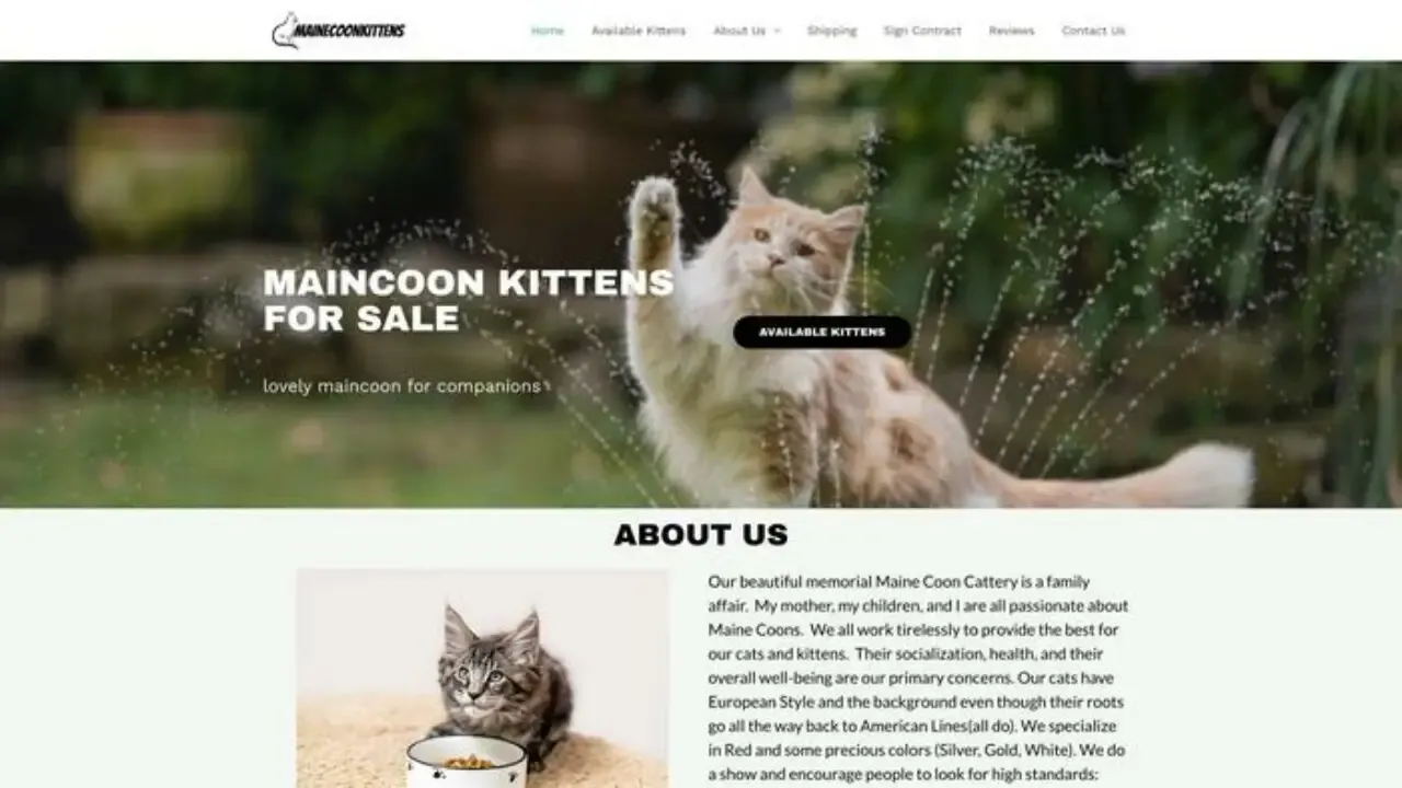 Brightmaincoonekittens