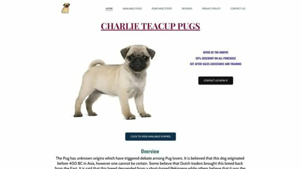 Charliepugs