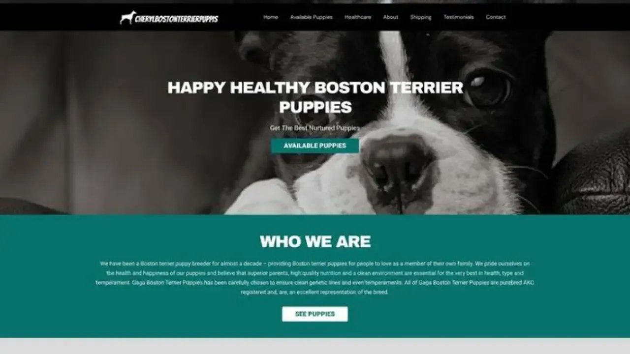 Cherylbostonterrierpuppies