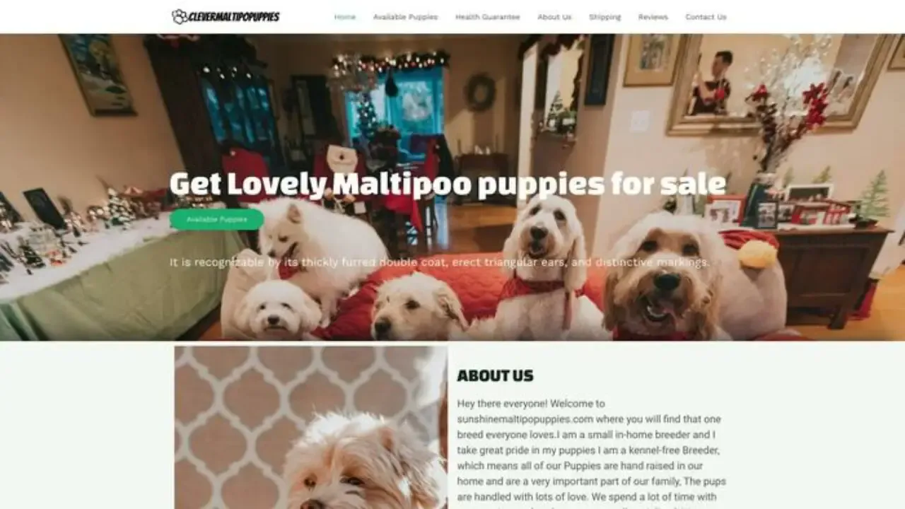 Clevermaltipopuppies