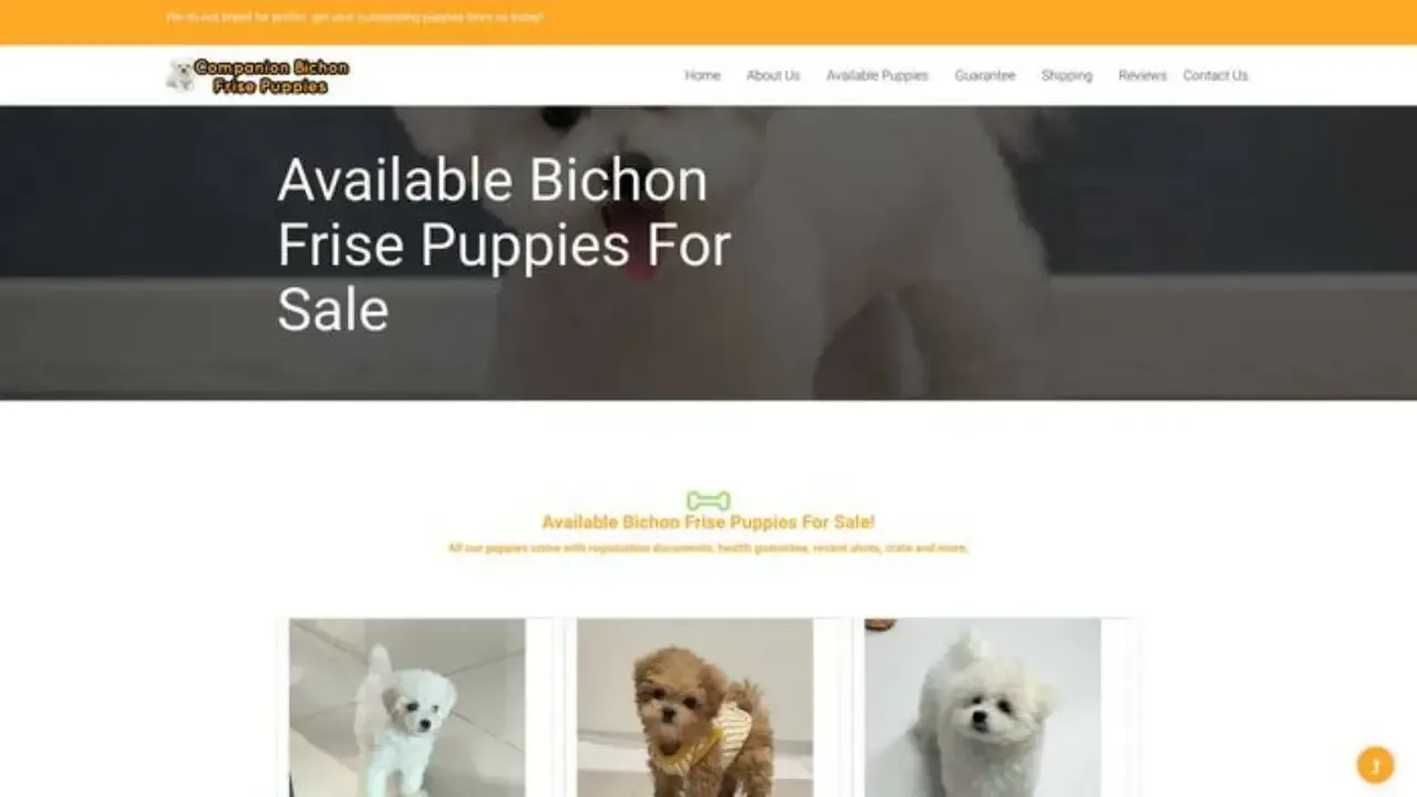 Companionbichonfrisepups
