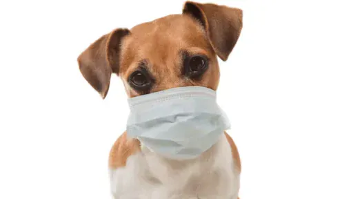 Covid19-PuppyScam|Coronavirus Puppy Scams|PetScams Stats|Coronavirus Puppy Scams||Coronavirus Puppy scam Stats 2020