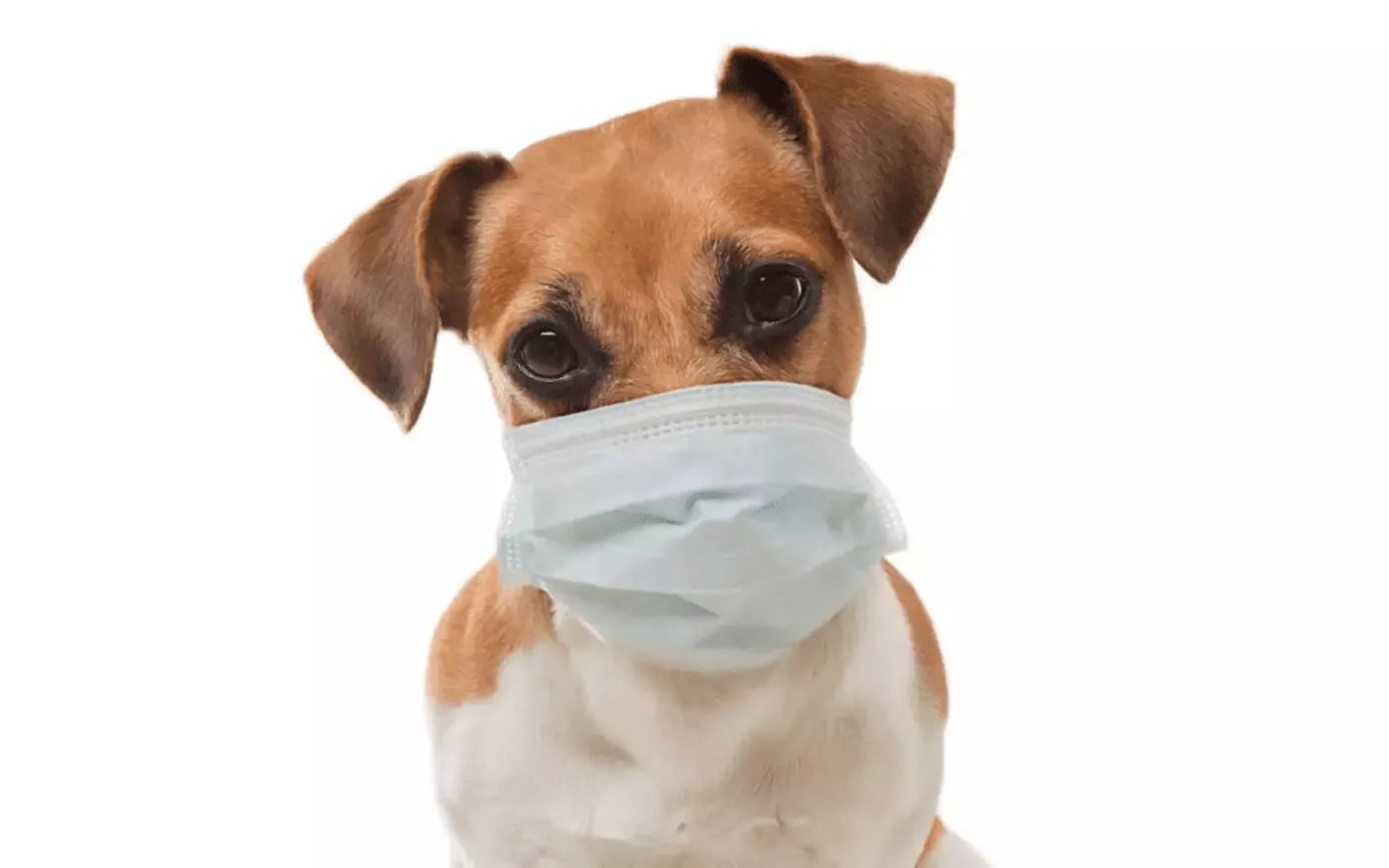 Covid19-PuppyScam|Coronavirus Puppy Scams|PetScams Stats|Coronavirus Puppy Scams||Coronavirus Puppy scam Stats 2020