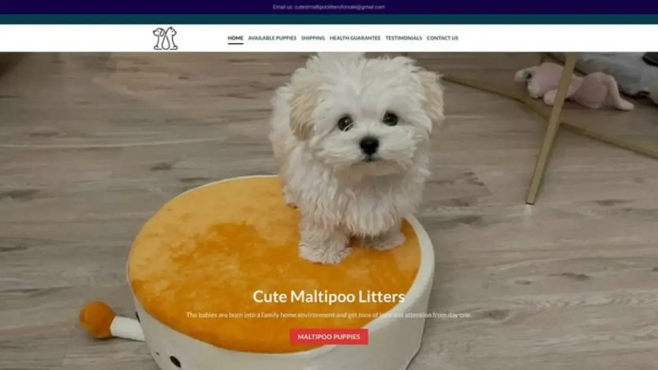 Cutestmaltipoolittersforsale