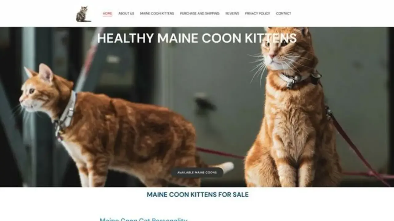 Downhillkittenshome