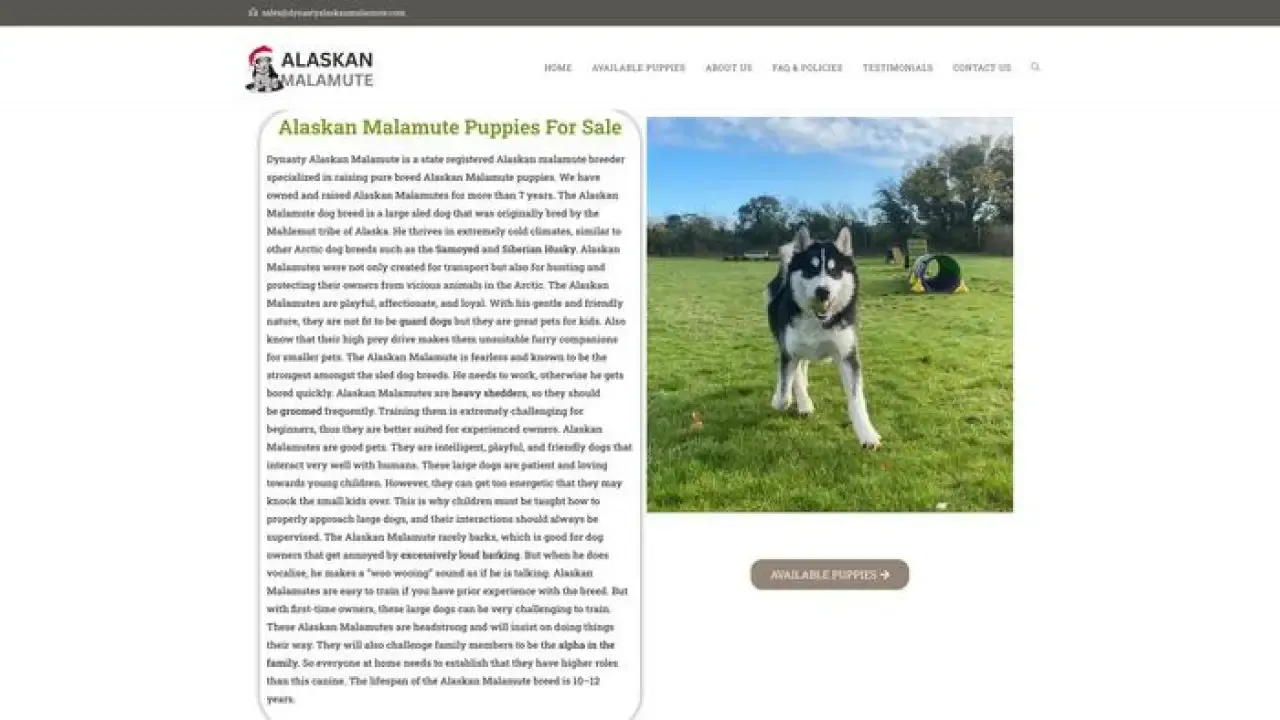 Dynastyalaskanmalamute