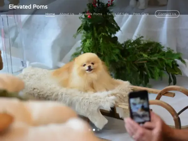 Screenshot of