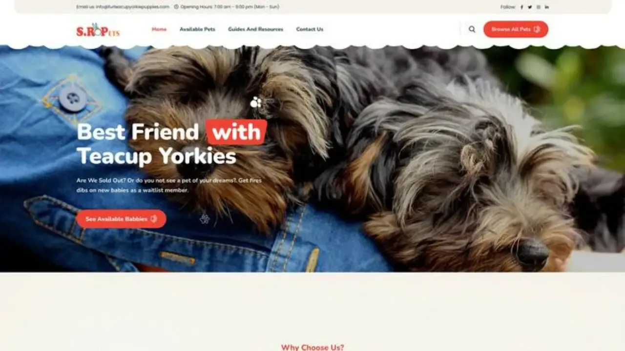 Furteacupyorkiepuppies