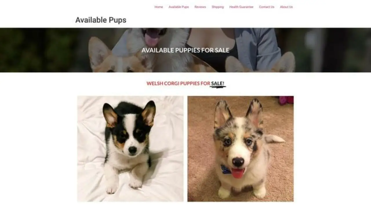Haileycorgishome