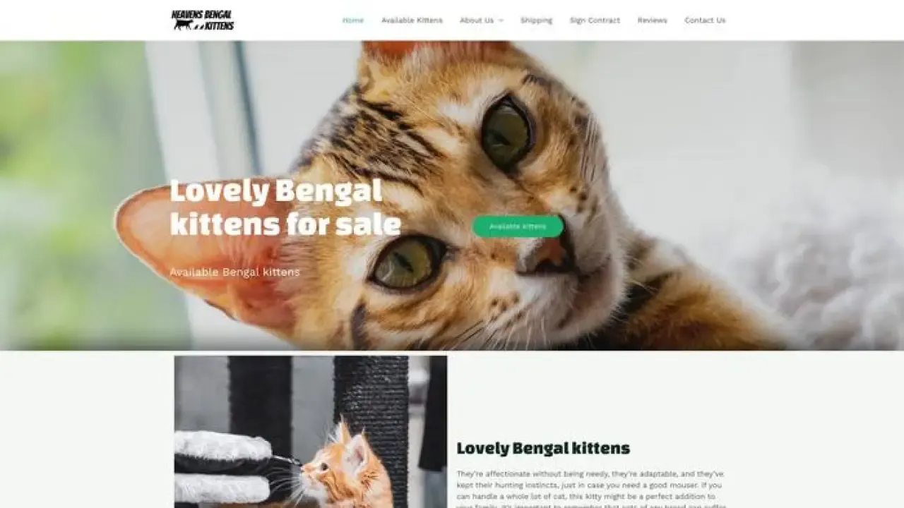 Heavensbengalkittens