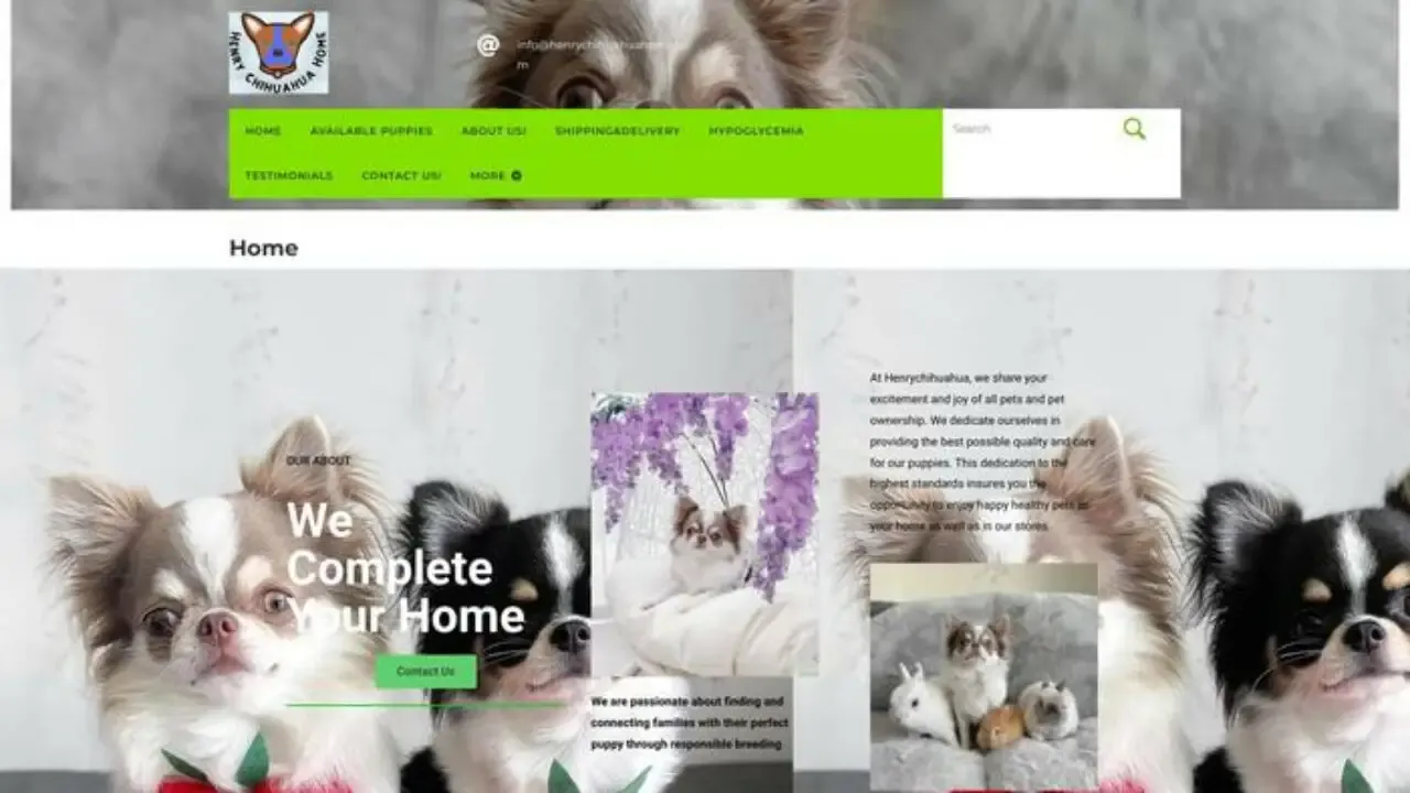 Henrychihuahuahome