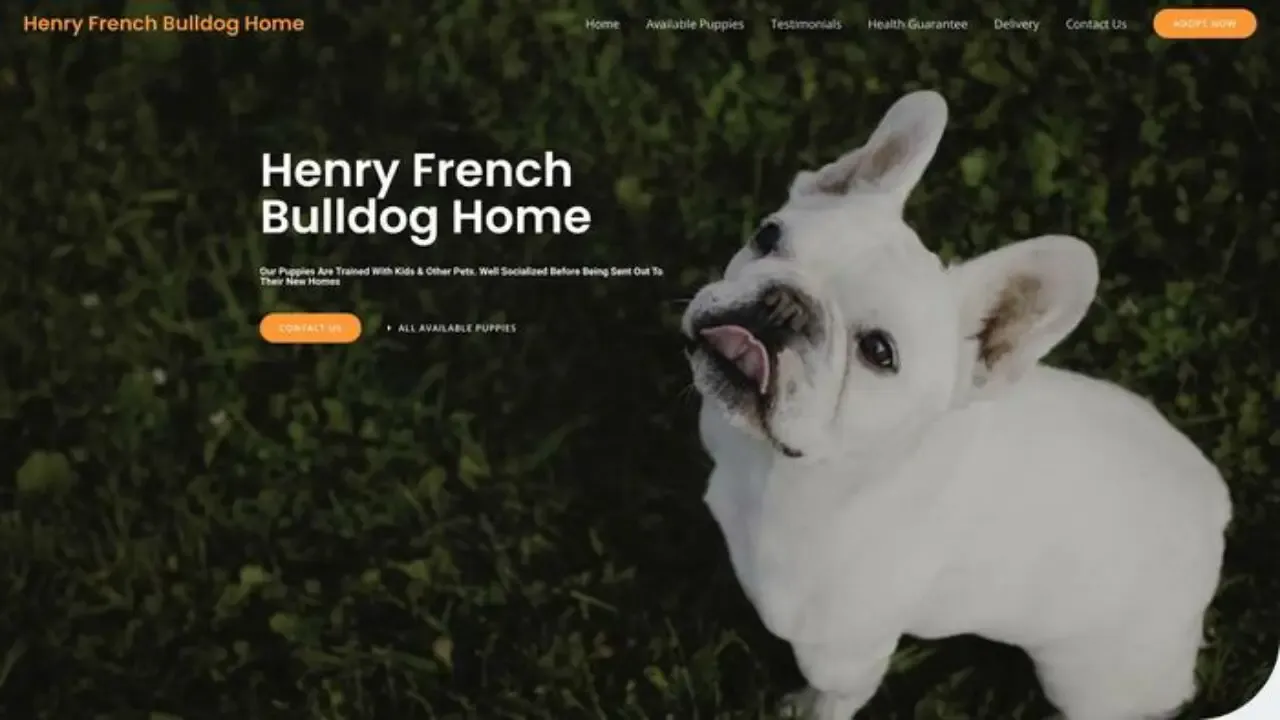 Henryfrenchbulldoghome