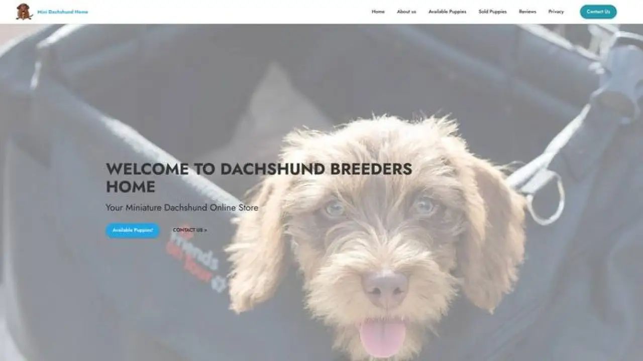 Hminidachshundshome