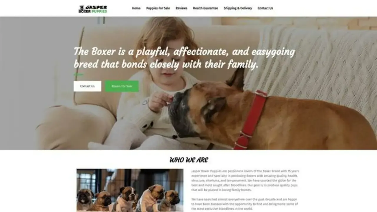 Jasperboxerpuppies
