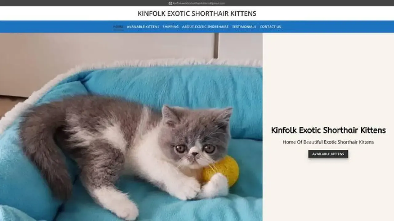 Kinfolkexoticshorthairkittens