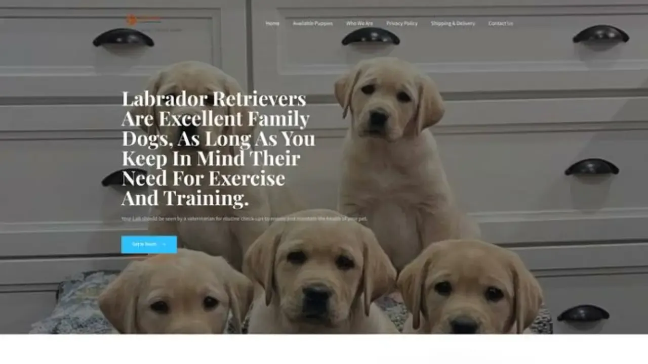Labradorretrieverfarm