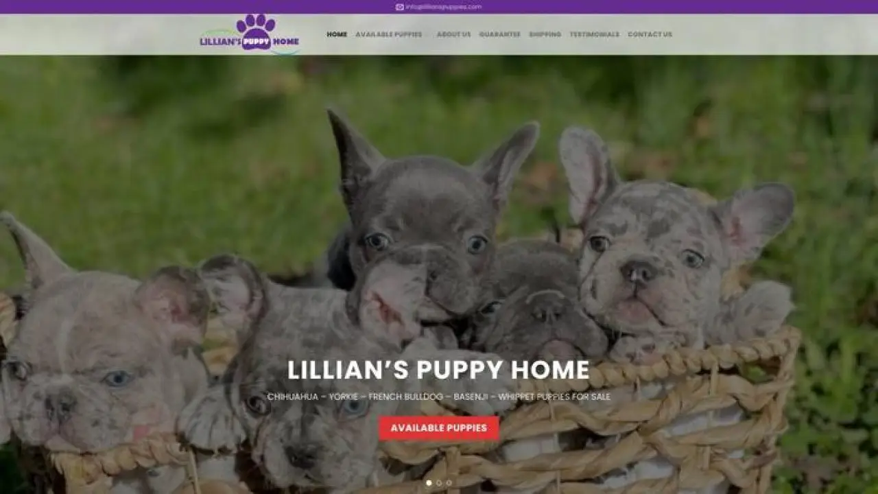 Lillianspuppies