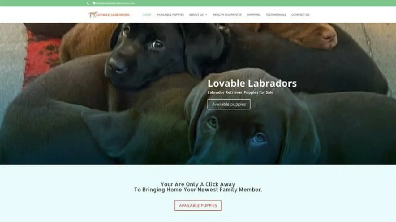 Lovablelabradorhome