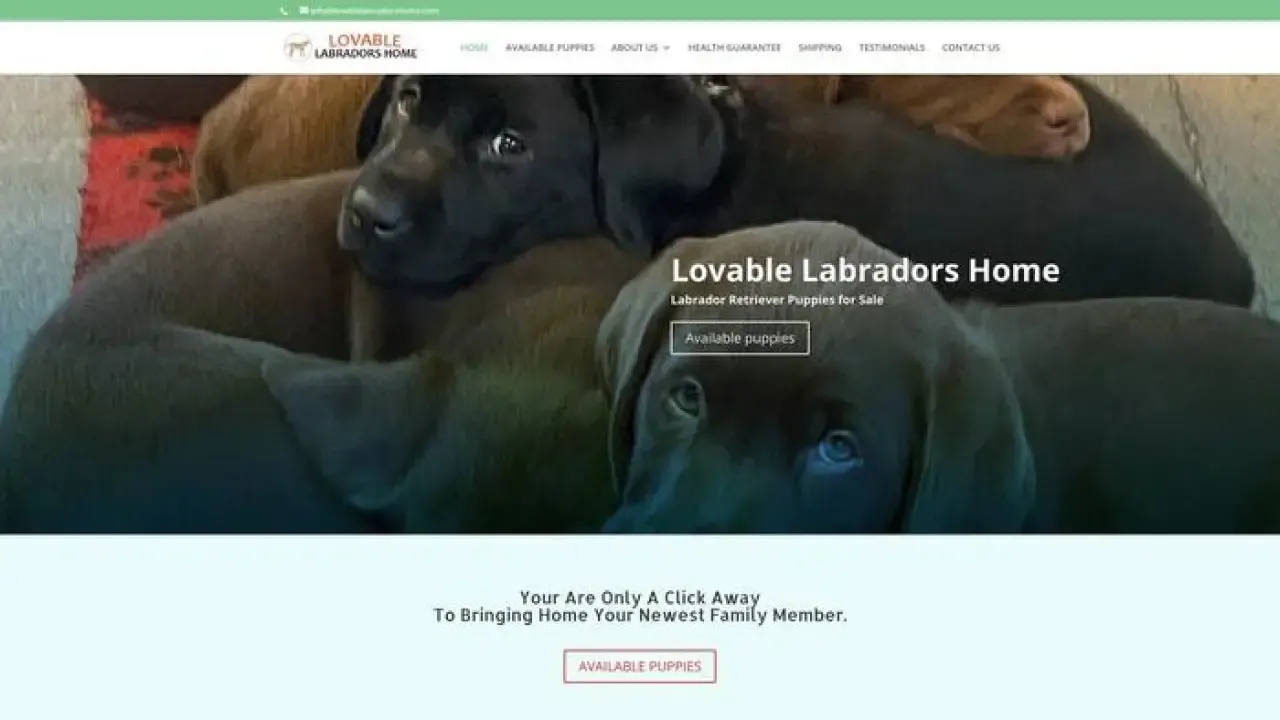Loveblelabradorshome