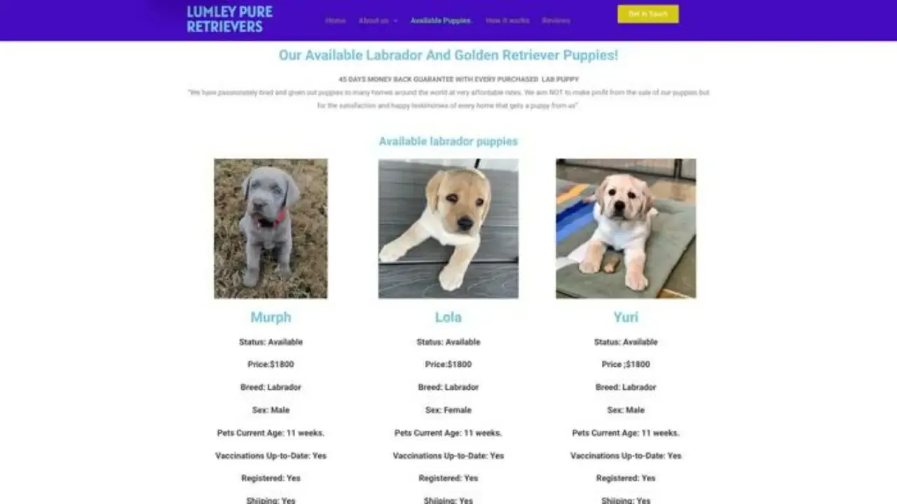 Lumleypureretrieverkennel