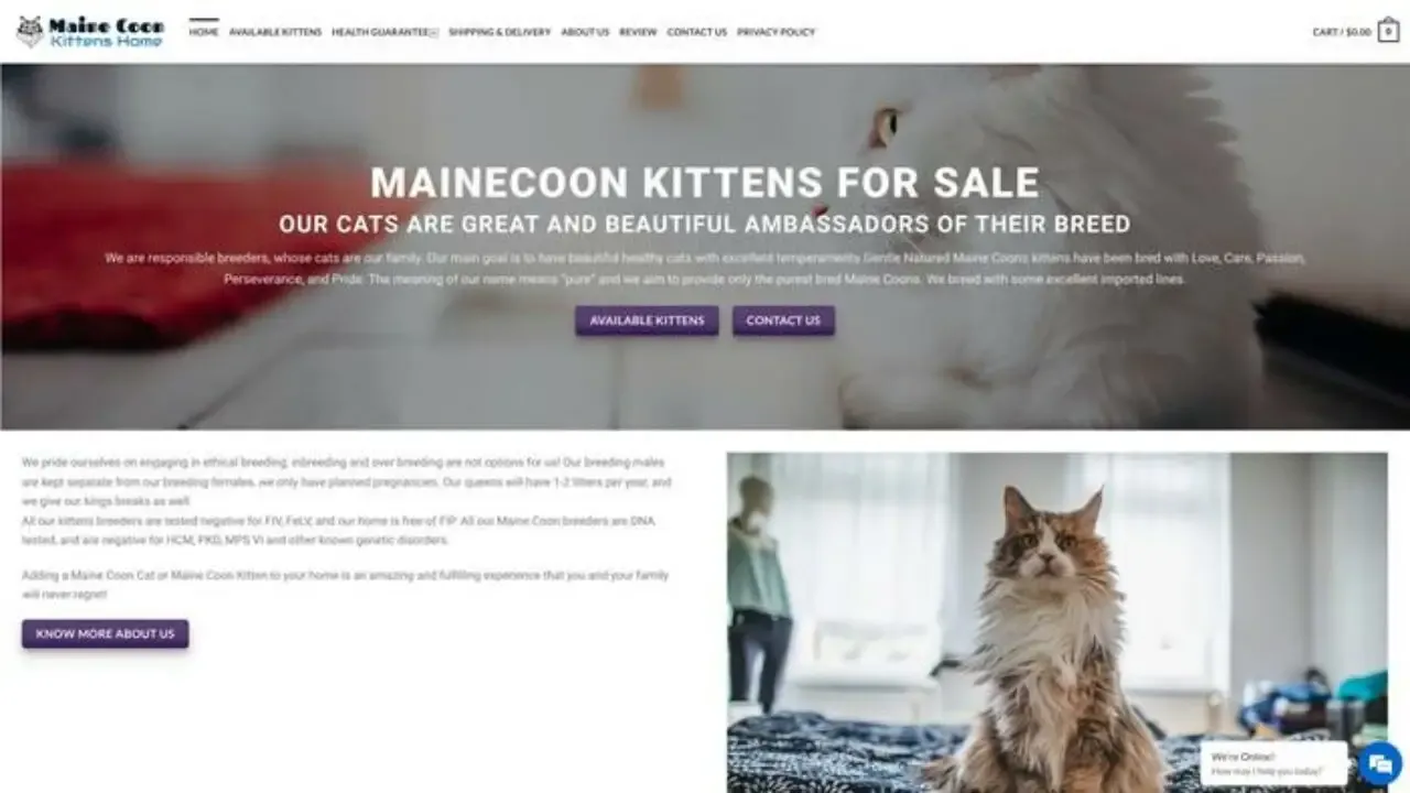Maggysmaincoonkittens